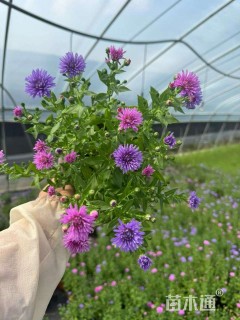 高度40厘米紫菀