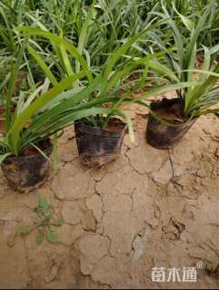 高度22厘米阔叶麦冬