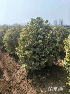 冠幅120厘米金边黄杨球