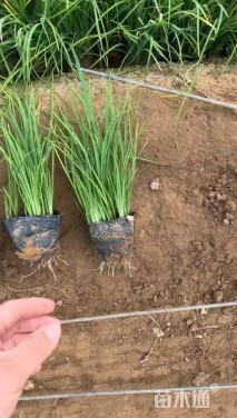 高度70厘米鸢尾