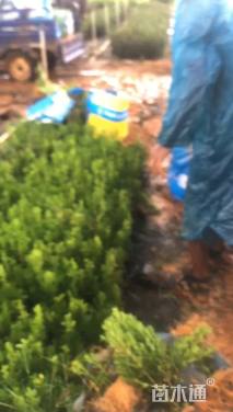 高度11厘米瓜子黄杨小苗