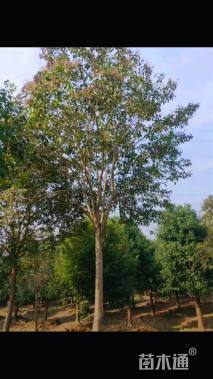 15公分大叶女贞