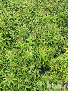 高度30厘米粉花绣线菊