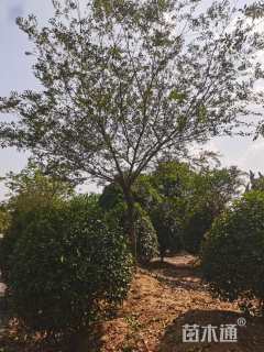 15公分朴树