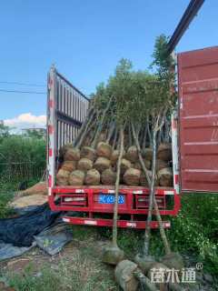 5公分黄花风铃木