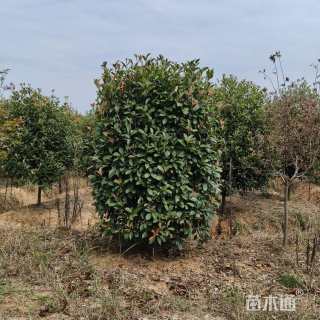 高度200厘米红叶石楠柱