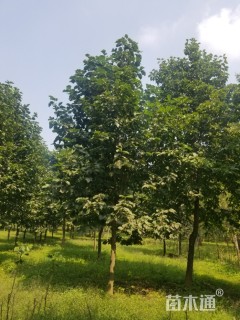 10公分二乔玉兰