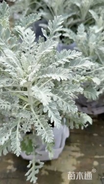 高度10厘米银叶菊