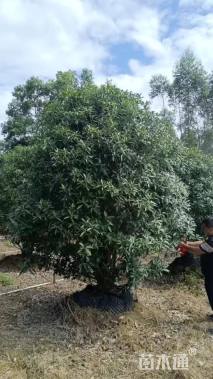 高度300厘米丛生桂花