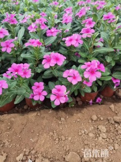 高度30厘米长春花