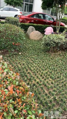 高度15厘米中叶麦冬