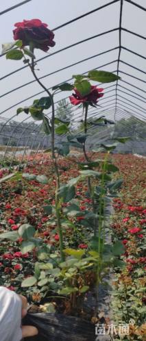 高度50厘米月季