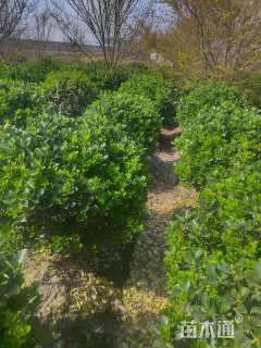 冠幅80厘米大叶黄杨球