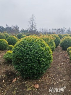 冠幅200厘米金冠女贞球