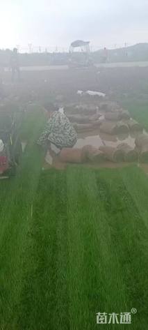 草卷状百慕大草