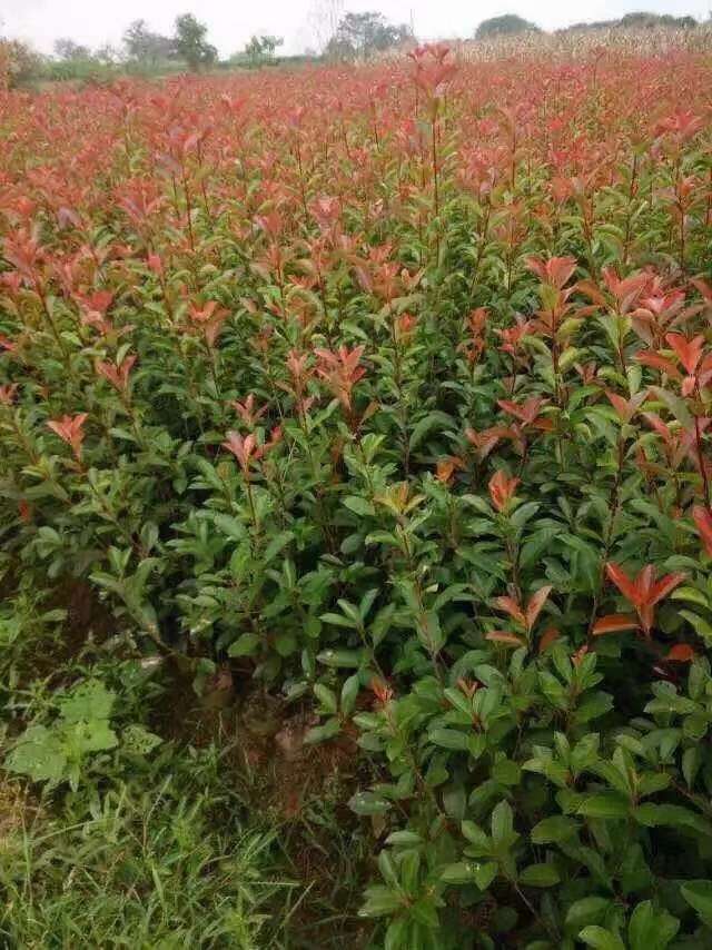 高度60厘米红叶石楠小苗