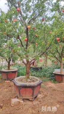 高度2600厘米石榴