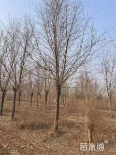 20公分长枝榆