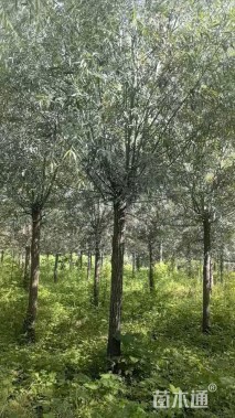 15公分旱柳