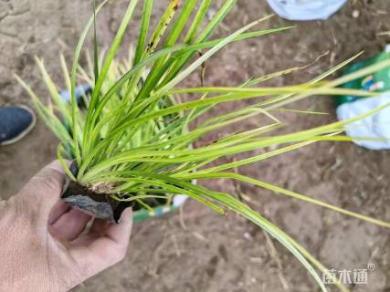 高度40厘米石菖蒲