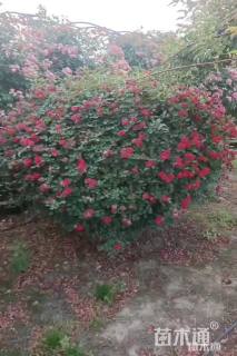 冠幅100厘米月季花球