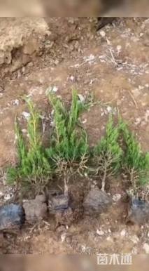 高度50厘米小龙柏