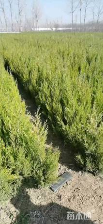 高度100厘米柏树