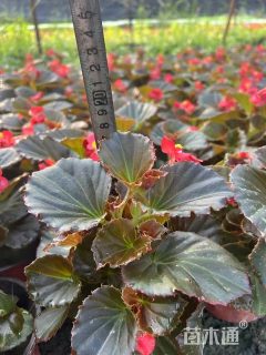 高度35厘米四季海棠