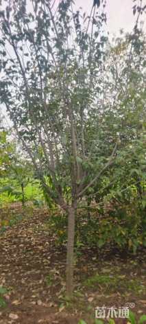 高度220厘米蜡梅