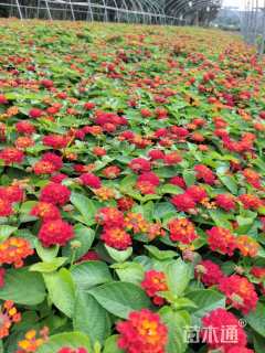 冠幅20厘米五色梅