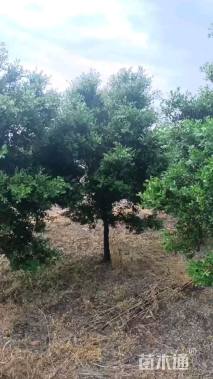 高度250厘米小叶黄杨