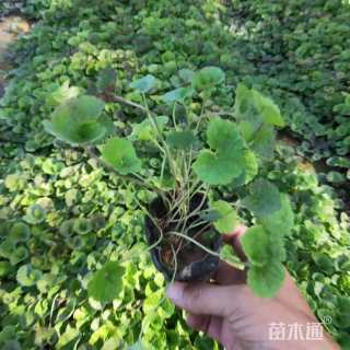 高度30厘米连钱草