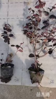 高度20厘米红花继木