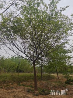 15公分朴树