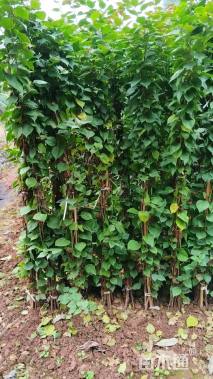 高度150厘米三角梅藤条