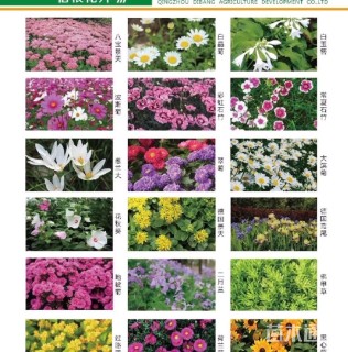 高度10厘米比哥海棠