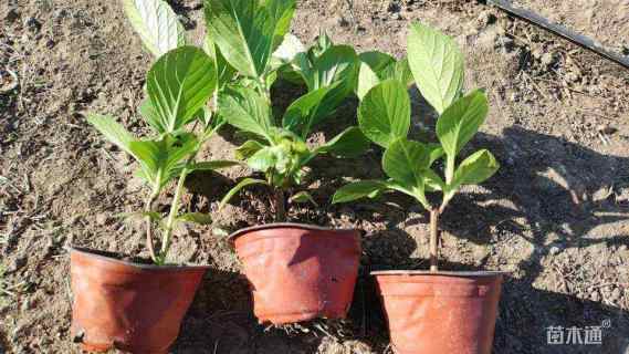 高度20厘米八仙花120杯