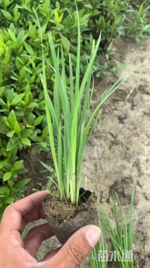 高度30厘米马莲