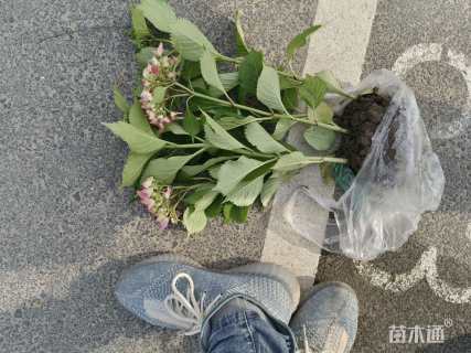 高度30厘米八仙花