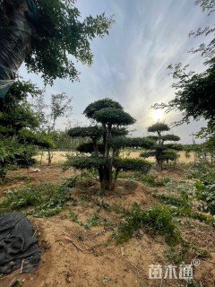 40公分造型对节白蜡