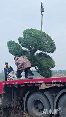 25公分对节白蜡