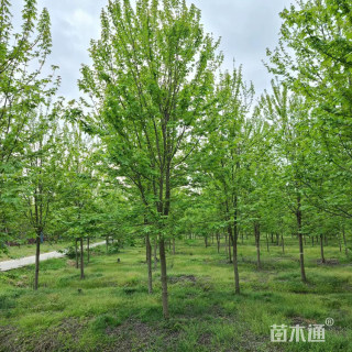 10公分美国红枫