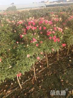 1.3公分小青杆月季