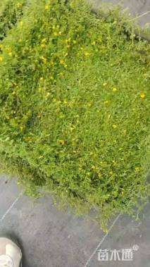 高度10厘米姬岩垂草