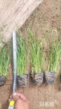 高度20厘米马鞭草