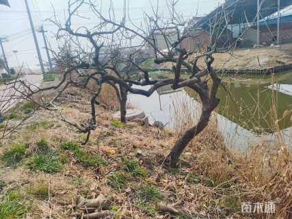 19公分龙爪柿子树