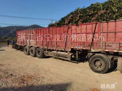 高度160厘米法国冬青