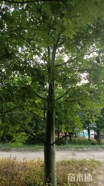 26公分美丽异木棉