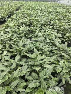 高度40厘米仙羽蔓绿绒