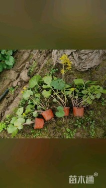 高度20厘米大吴风草